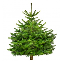 <br />Kerstboom type D 150-175 cm<br />