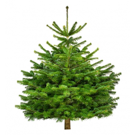 kerstboom-ovv